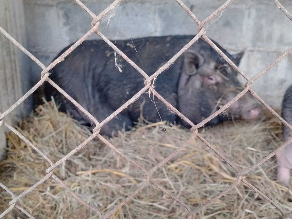 Świnki dorosłe para