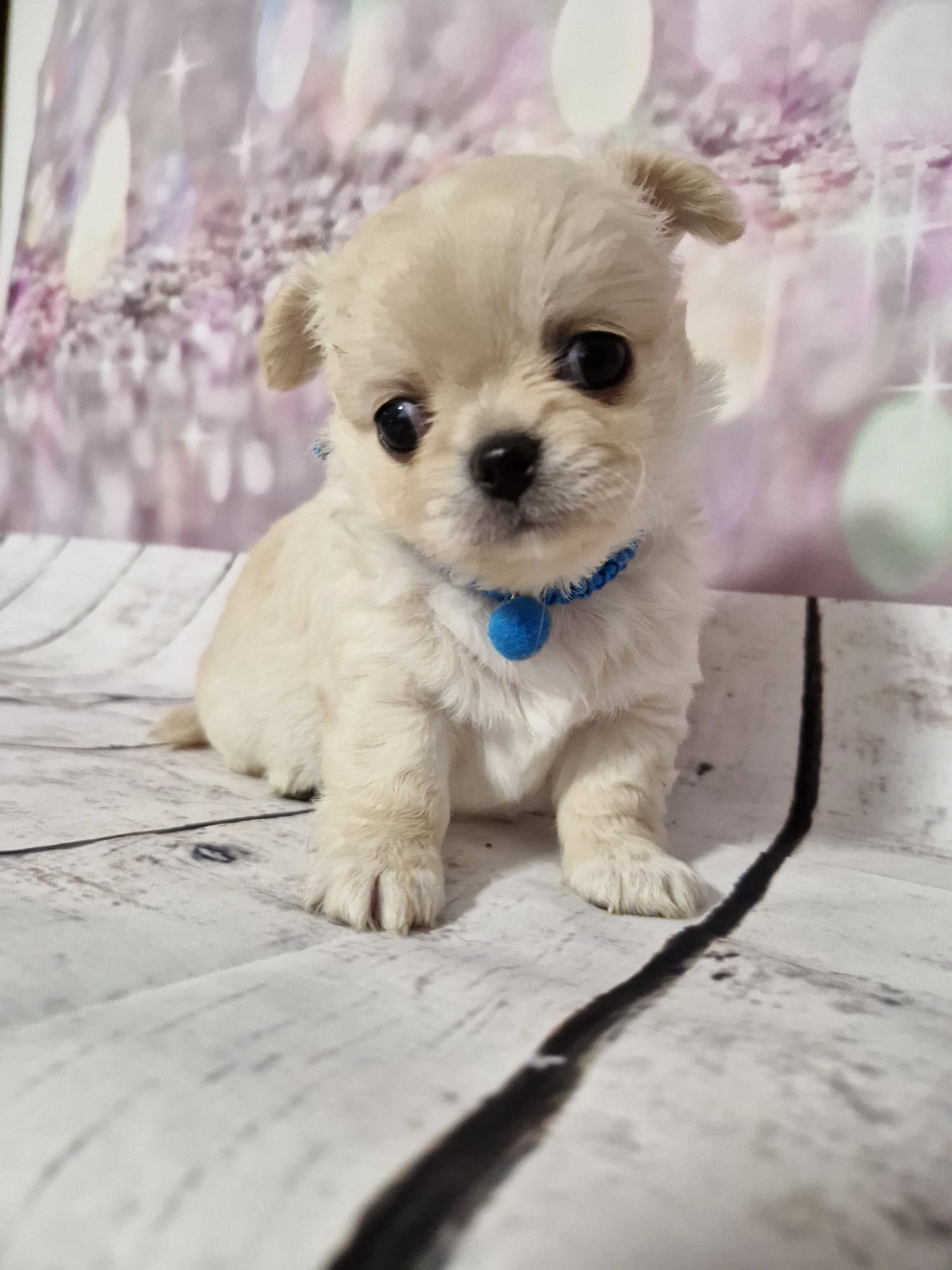 Chihuahua długowłosy ZKwP FCI