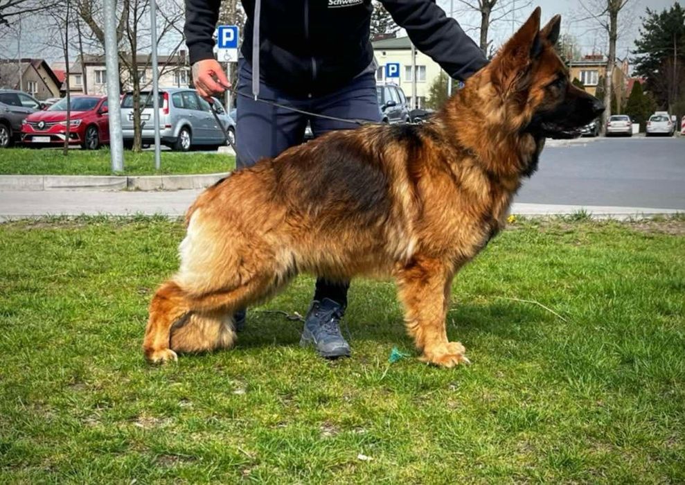 Ostatnia wolną mocna sunia potęga szczeniak owczarek niemieckiego