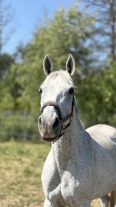 Klacz małopolska Magia po Łoskot 11 lat