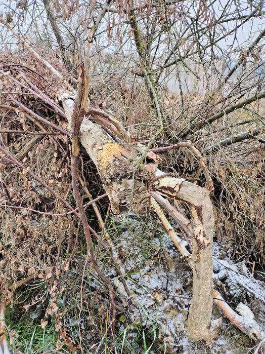 Oddam drewno opałowe za darmo