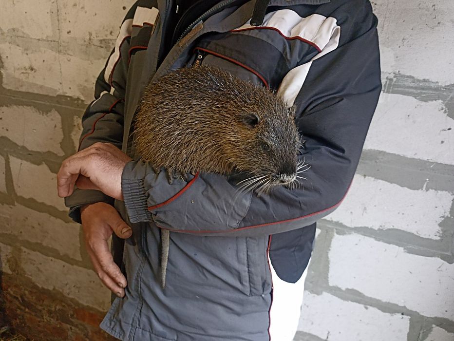 Молодняк на содержание