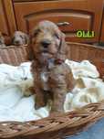 Cockapoo. Chlopczyk Olli.