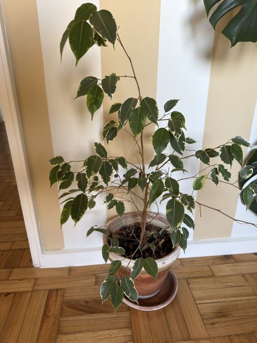 Vendo plantas - vários tamanhos