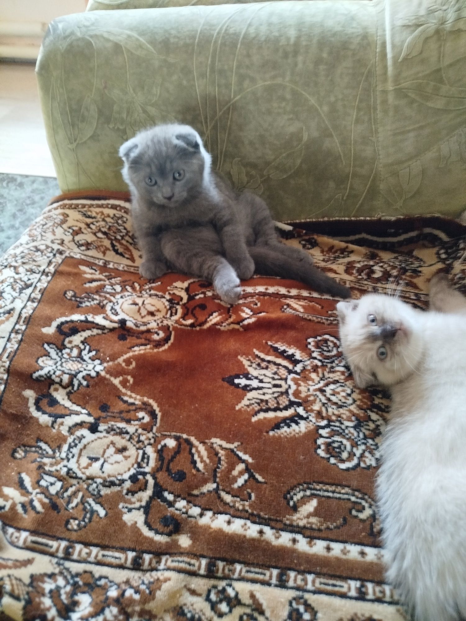 Шотландські кошенята