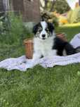 Inteligentna Border Collie z hodowli FCI/ZKWP-poznaj ją