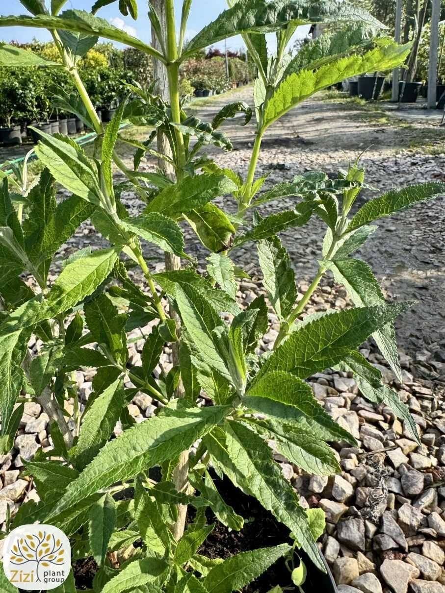 Buddleja davidii Black Knight 40-60cm, Empire Blue pień 60cm, budleja