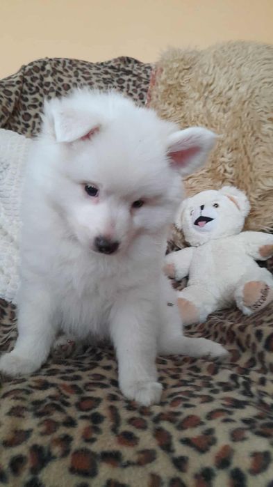 Oddam małe  pieski za