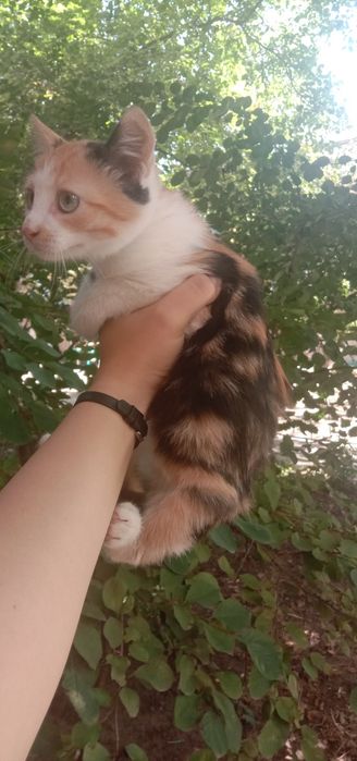 Котенок девочка бесплатно. Кошечка. Котята. Кошка даром