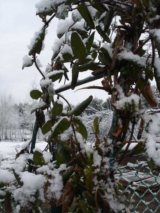 Wiciokrzew japoński zimozielony sadzonki pnącze kwiaty 80cm 2 szt!
