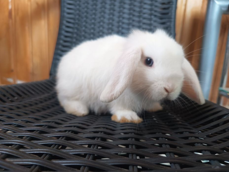 Króliki mini lop białe