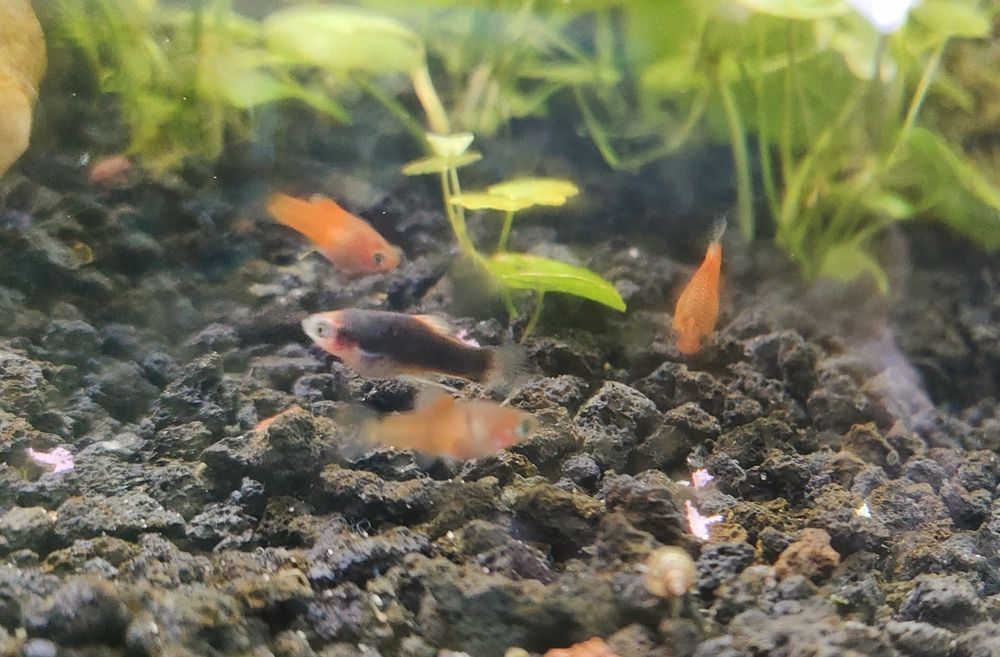 Platka - ryba myszka Mickey