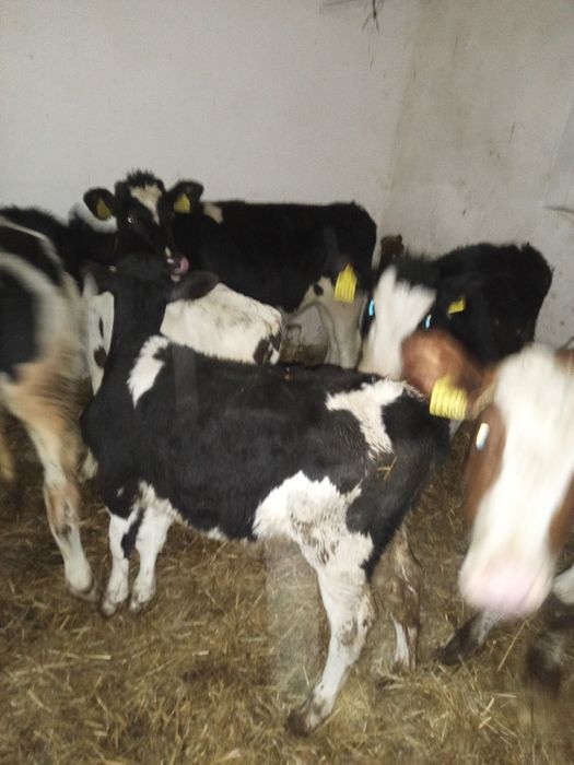 Sprzedam 14 zarlakow