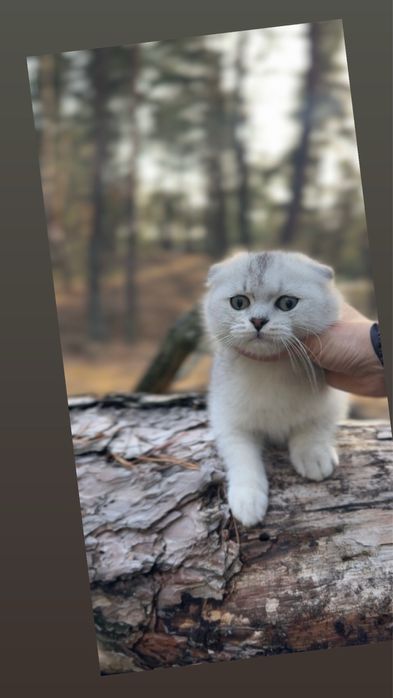 Шиншила шотландська фолд висловуха срібна срібляста