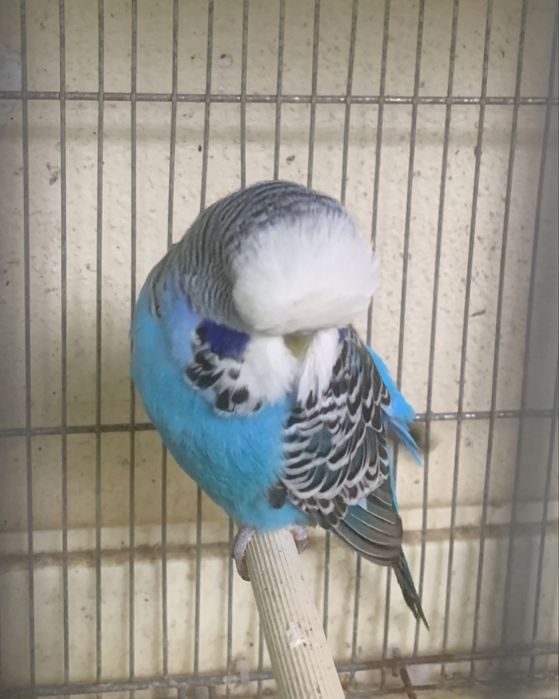 2 piriquitos ingles machos do principio do ano