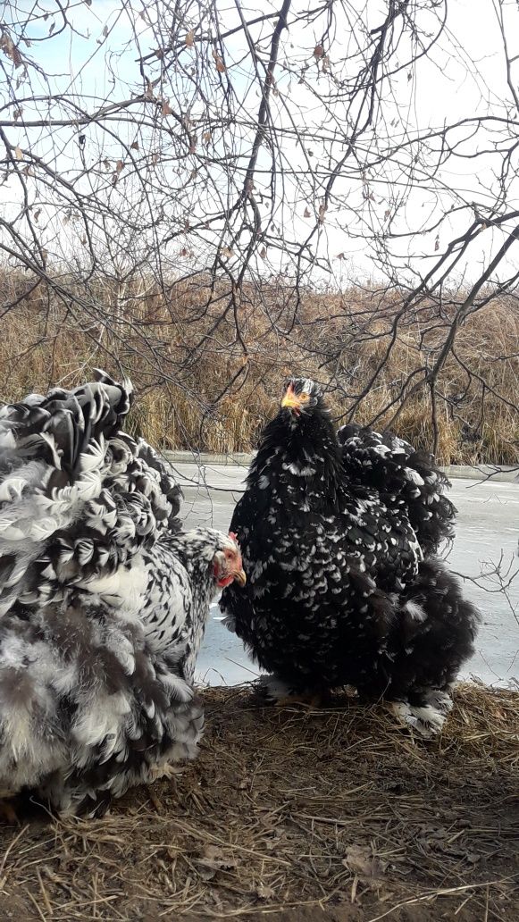 Кохінхін мармуровий. Інкубаційне яйце на весну 2024р.