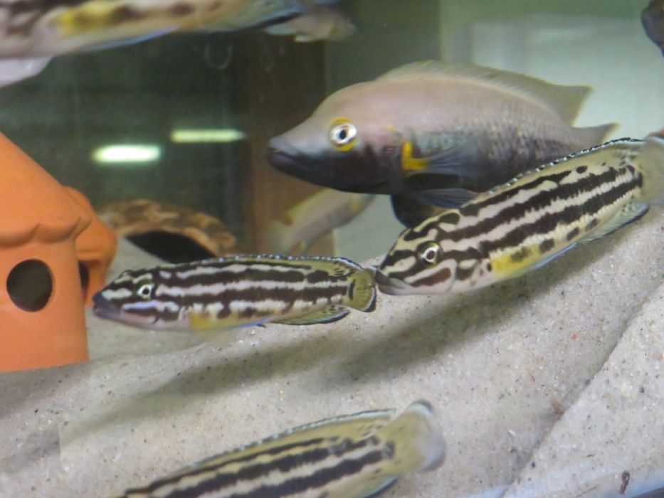 Julidochromis Reagana chisanse tanganika 2