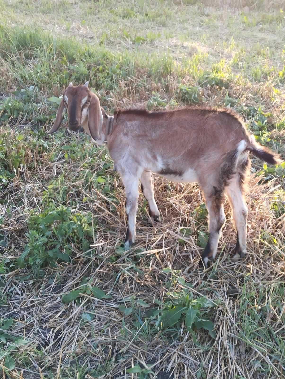 Продам кози  Закон та Англо - нубійські