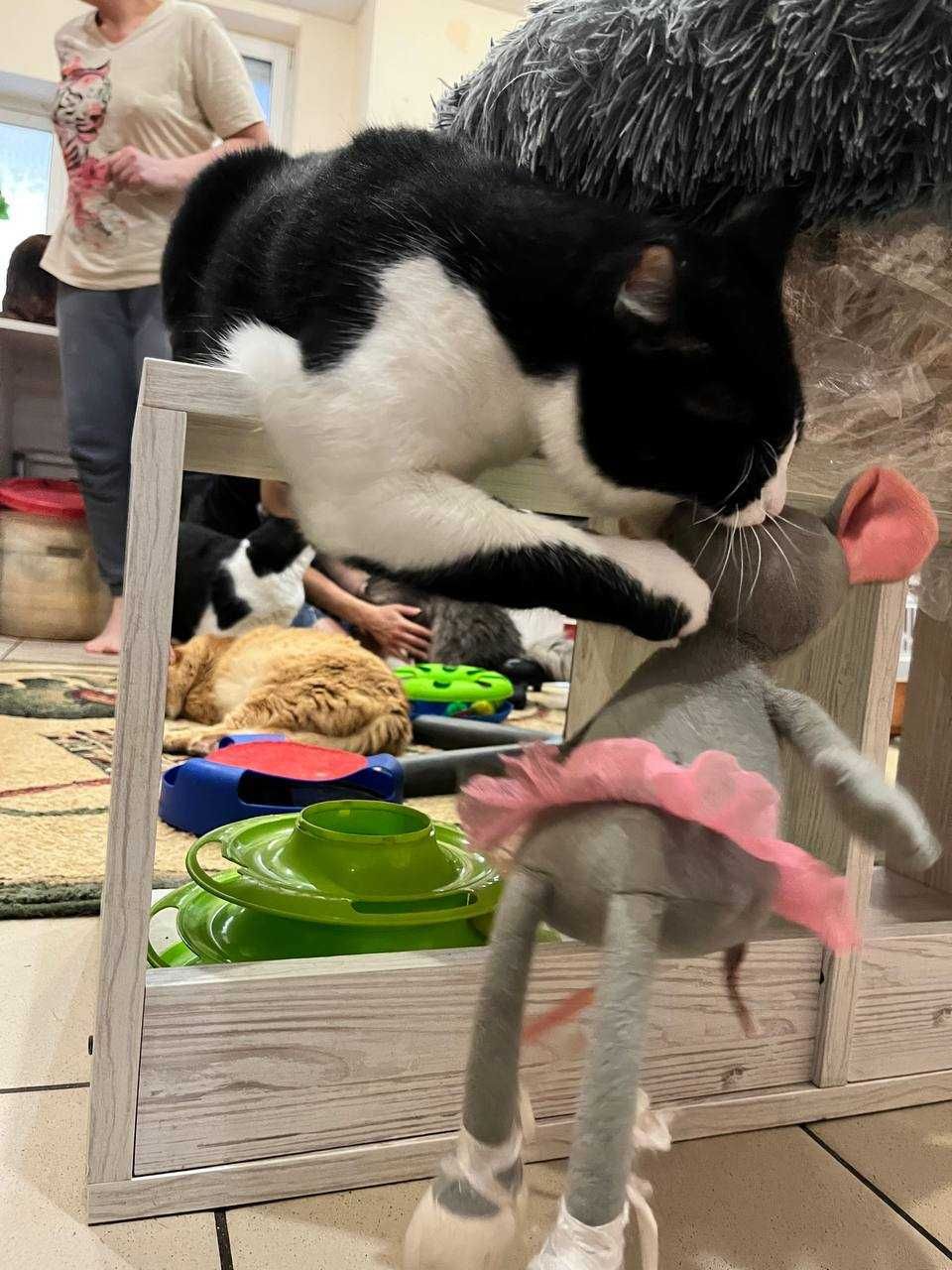 Слепой котик Жора ищет дом