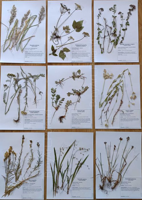 30 gat zielnik 2025 z opisami na bloku - wrzesień