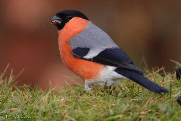 Varias aves anilhadas 2024/2025