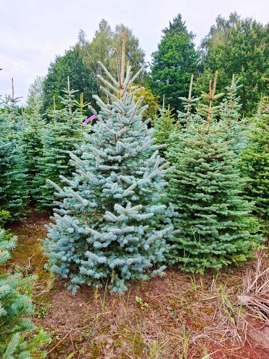 Świerk kłujący cięty 175-250 cm/ w donicy 60-180 cm/ TuChoinki.pl