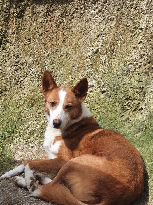 Cadela para adoção