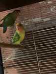 Casal de agapornis