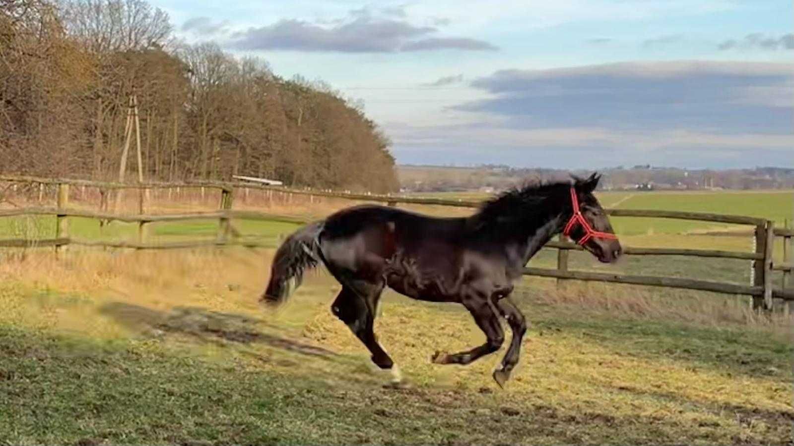 Klacz Śląska ROMMA