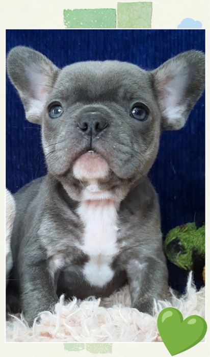 Кращий з кращих! Французик блакитний хлопчик