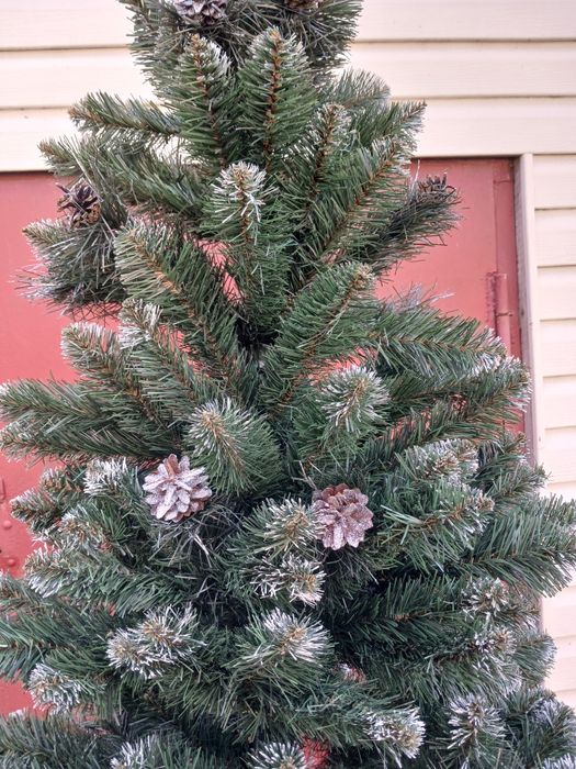 Ялинка європейська з шишками 2.1м