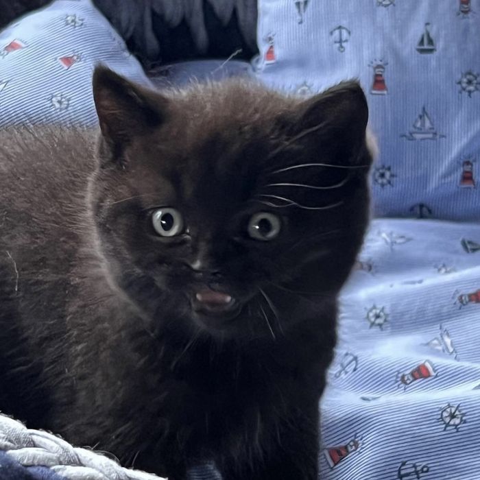 Продаємо шотландських прямовухих кошенят