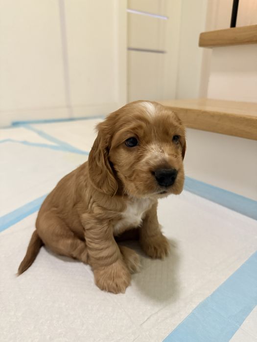 Cocker Spaniel angielski