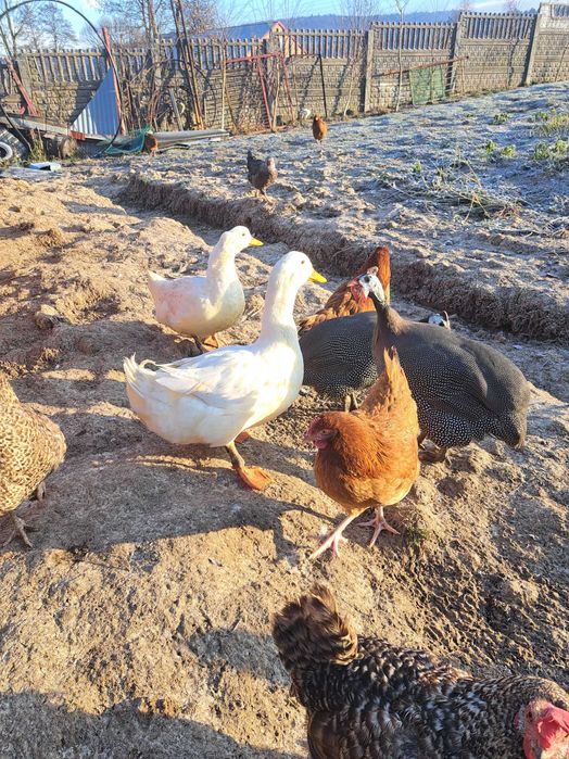 Sprzedam  2 Kaczki i 2  Perliczki  28 tygodni