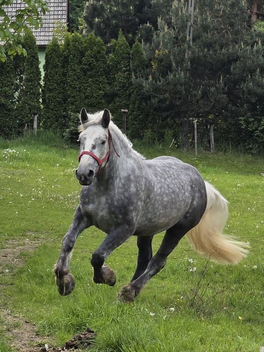 Perszeron siwa klacz zaźrebiona 3 lata