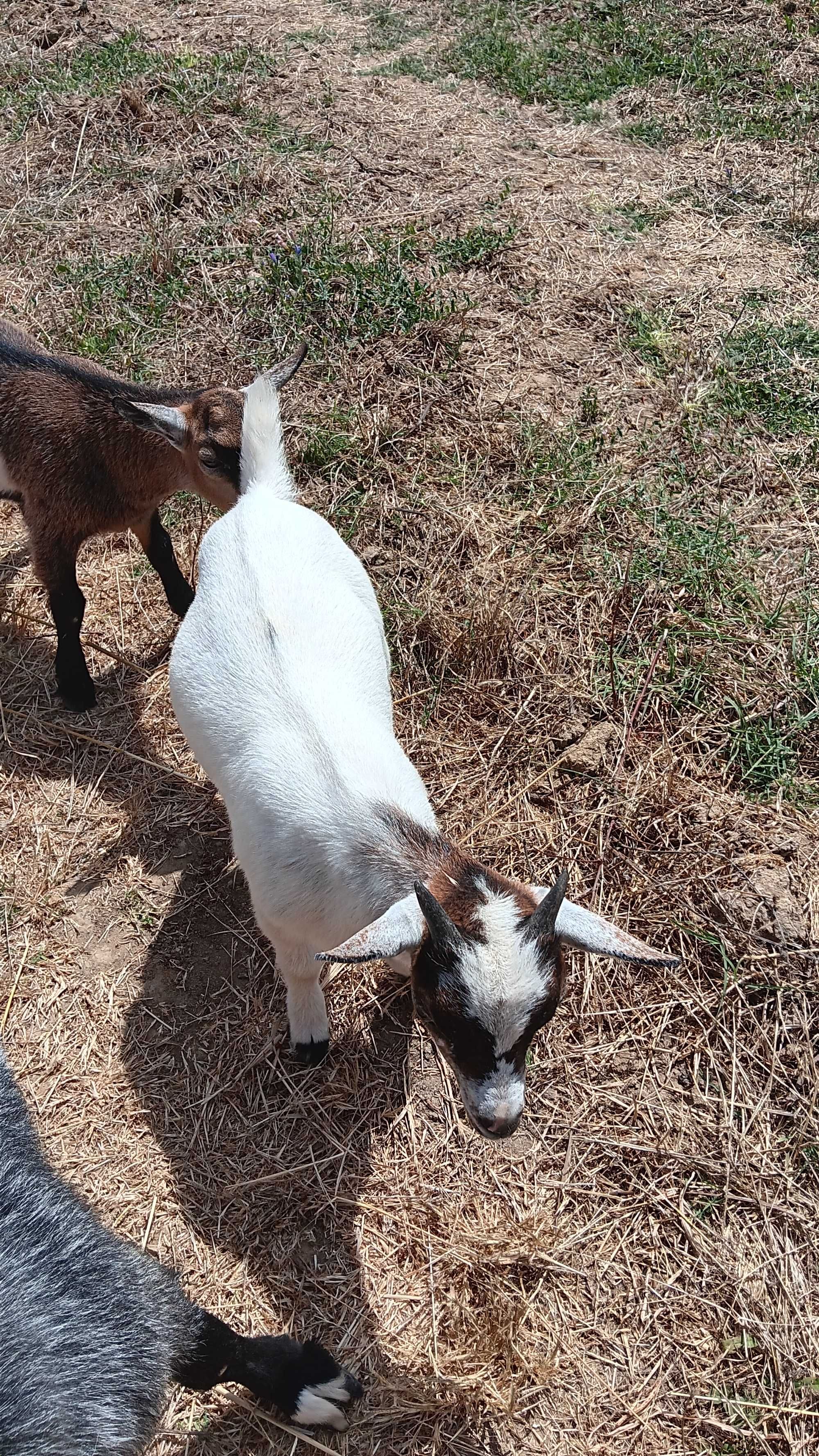 Cabras anãs 3 meses