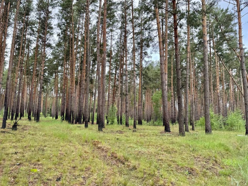 ‼️ Терміново Земельна ділянка 14 га с. Королівка