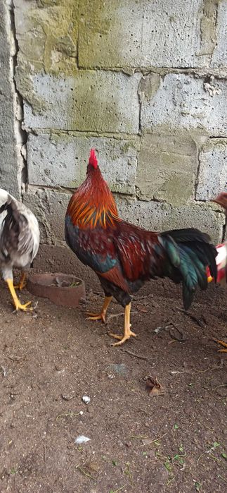 Koguty leghorn i włoszka 2025