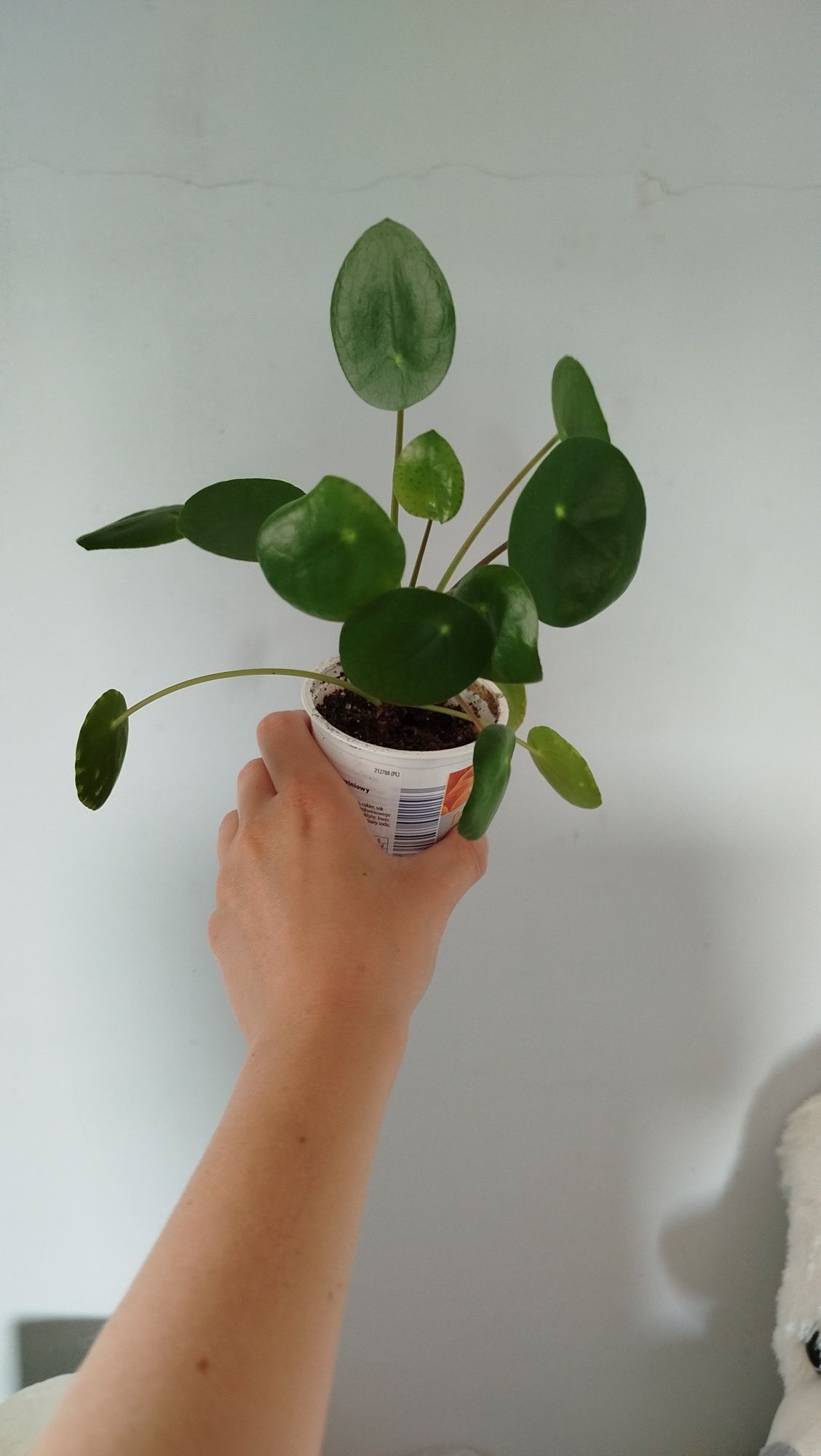 Pilea peperomioides kwiatek roślina doniczkowa Pieniążek pieniążki