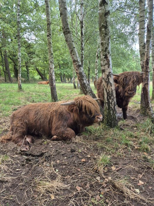 Bydło szkockie - Byki Highland Cattle