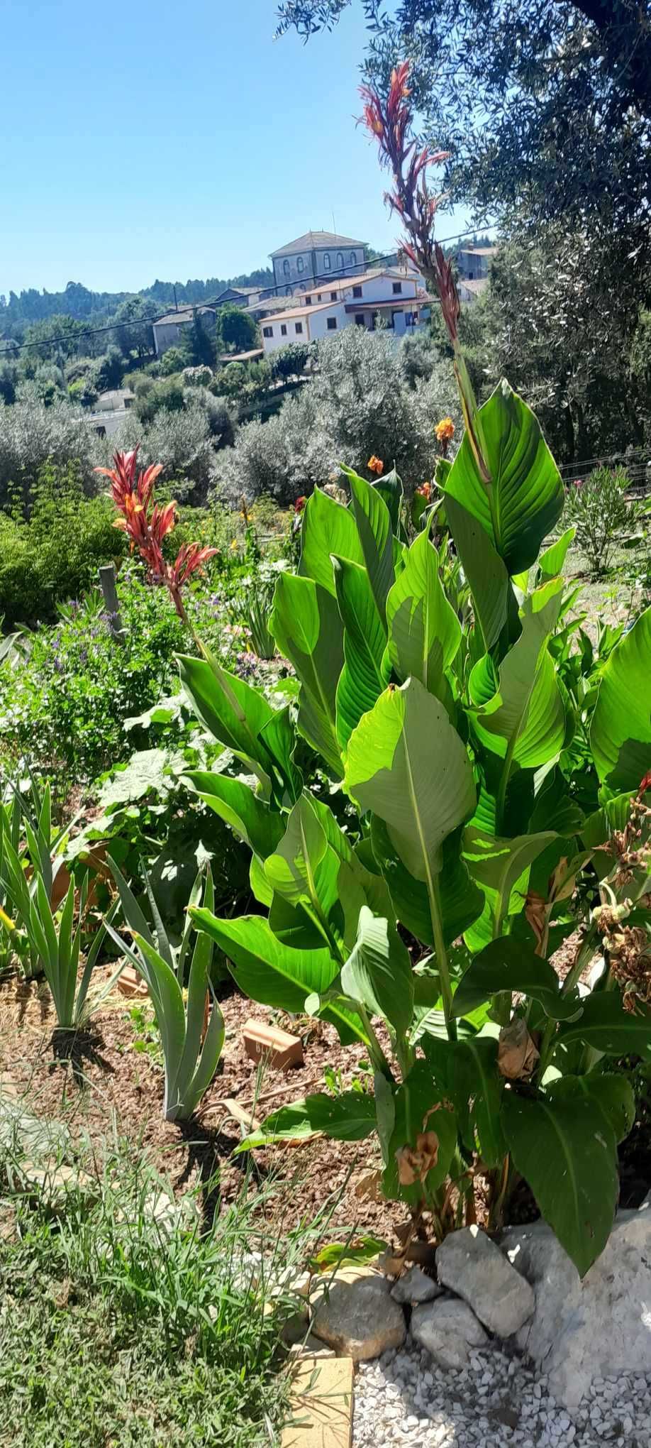 cannas picasso outro cors