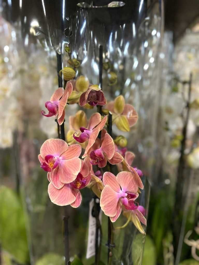Phalaenopsis  12Ø 60cm 3 Pędy