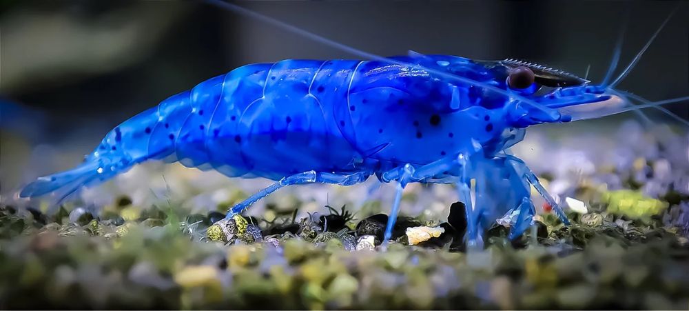 Krewetki neocaridina blue velvet