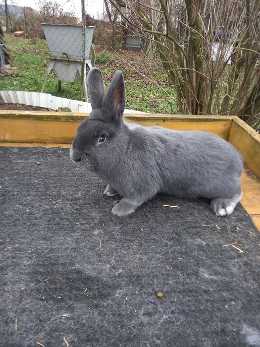 Wiedeński niebieski