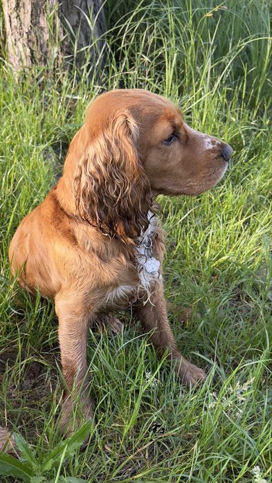 В’язка кабель англійський спаніель 2,5 роки