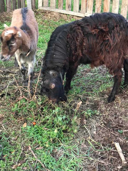 Козел ЛАМАНЧА вязка, случька.