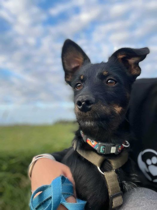 Mały, wesoły pies Dyzio. Młody, ok 7 miesięcy. Szczeniak szorstkowłosy