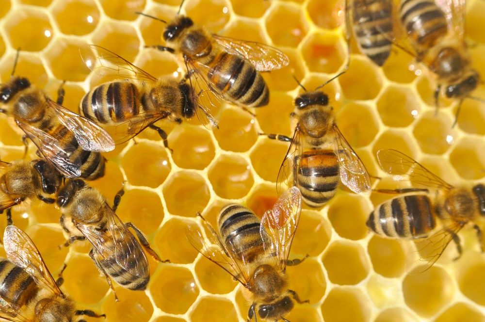 Продам бджоло сім'ї, сильні /пасіка