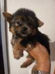 Yorkshire Terrier miniature, vacinado e desparasitado
