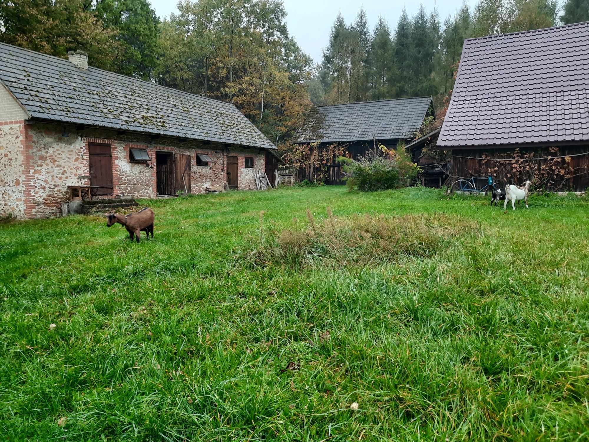 Sprzedam siedlisko